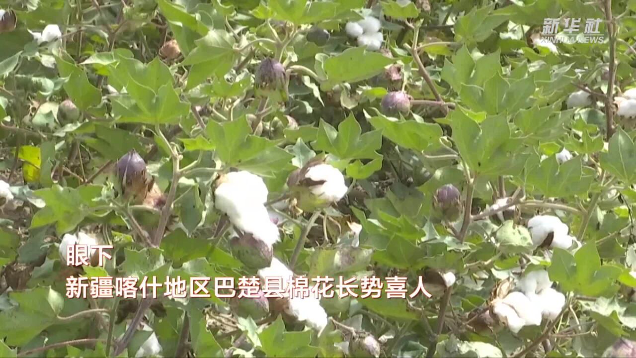 新疆巴楚县:“体检”采棉机迎秋收