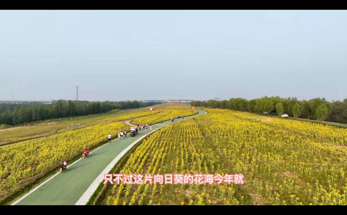 济南黄河大堤上的向日葵花海火了,详细地址附上,快去免费打卡吧