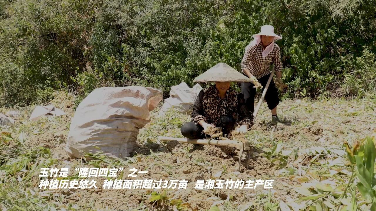 农民丰收 | 润如玉,清如竹!隆回玉竹大丰收