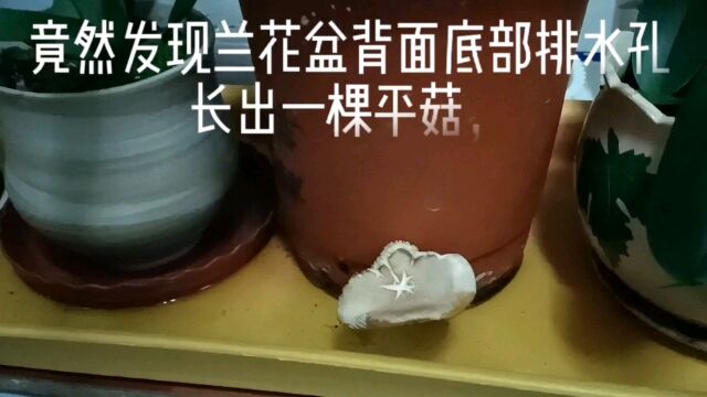 阳台兰花盆背面排水孔长出一棵平菇,今日才发现