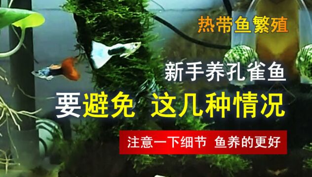 养孔雀鱼要避开这几个坑,你的鱼就会顺利成长 长的更快