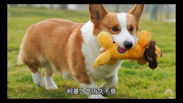 短腿犬中最受欢迎人气犬柯基解析