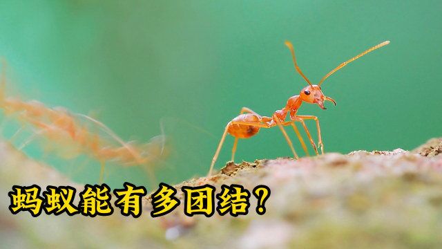 蚂蚁能有多团结?面对浪荡不羁的波浪,蚁群展现出神操作