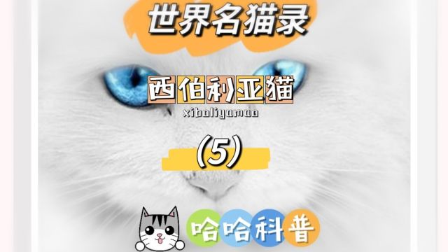 世界名猫录西伯利亚猫(5)