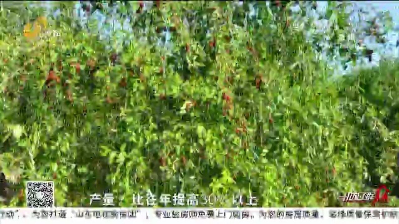 又是一年好“丰”景!乐陵万亩金丝小枣喜获丰收,枣农喜笑颜开