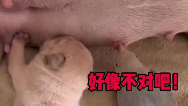 搞笑视频:乱了乱了全乱了,总感觉哪不对?