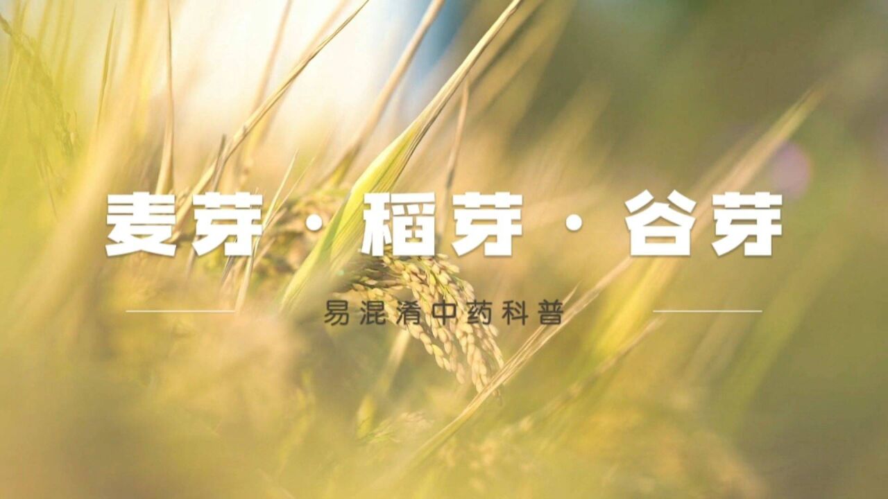 麦芽、稻芽、谷芽,易混淆的中药科普