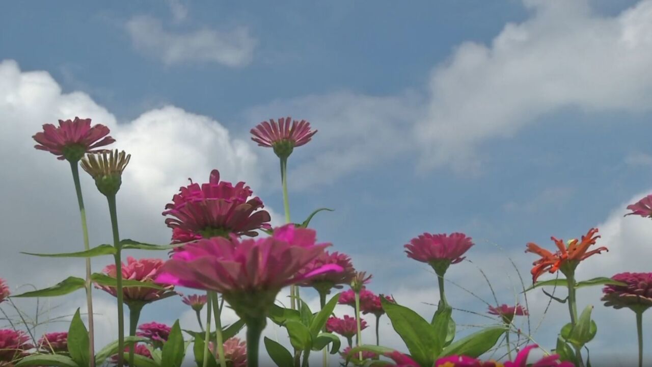 广州百万株鲜花齐绽放,14000平方米百日草花海风景如画