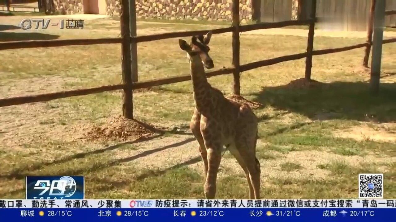 小长颈鹿降生!青岛森林野生动物世界迎来新成员