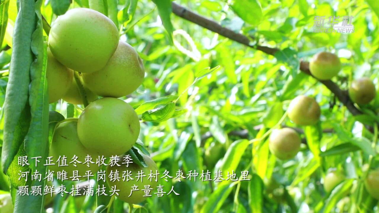 秋收见闻|河南睢县:冬枣挂枝头 枣农喜丰收