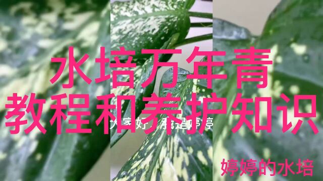 水培万年青的教程和养护知识 水培植物 绿植养护技巧