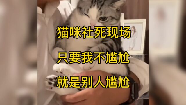 猫咪社死现场