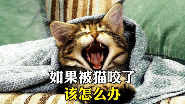 如果被猫咬了该怎么办?