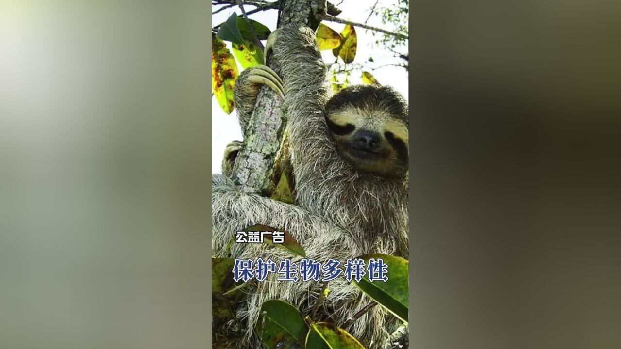 保护生物多样性主题公益广告 多姿多彩篇