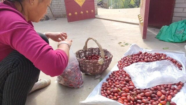 陕北大山人家,传统酒枣制作过程,简单又美味