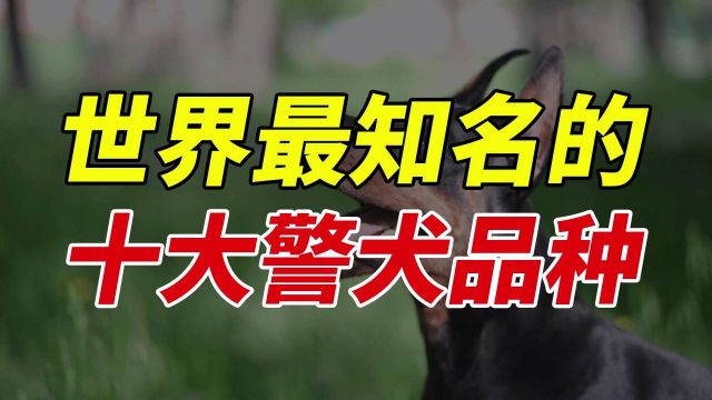 世界最知名的十大警犬品种,每个都很出色,你知道几种呢?