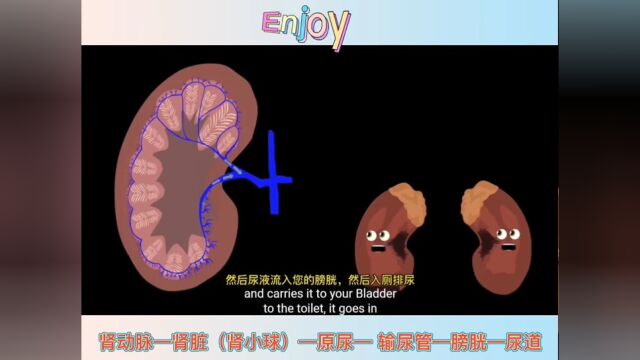 听歌学医学英语: 肾脏