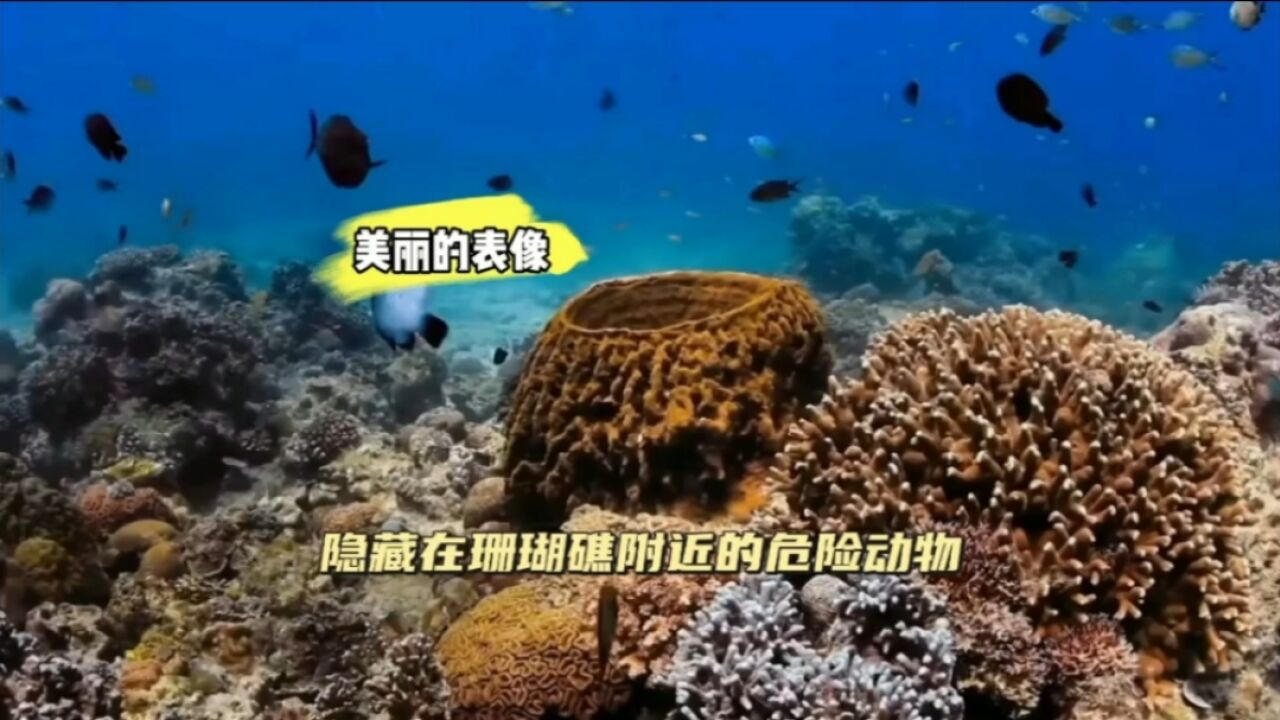 美丽珊瑚礁下隐藏的捕食者们