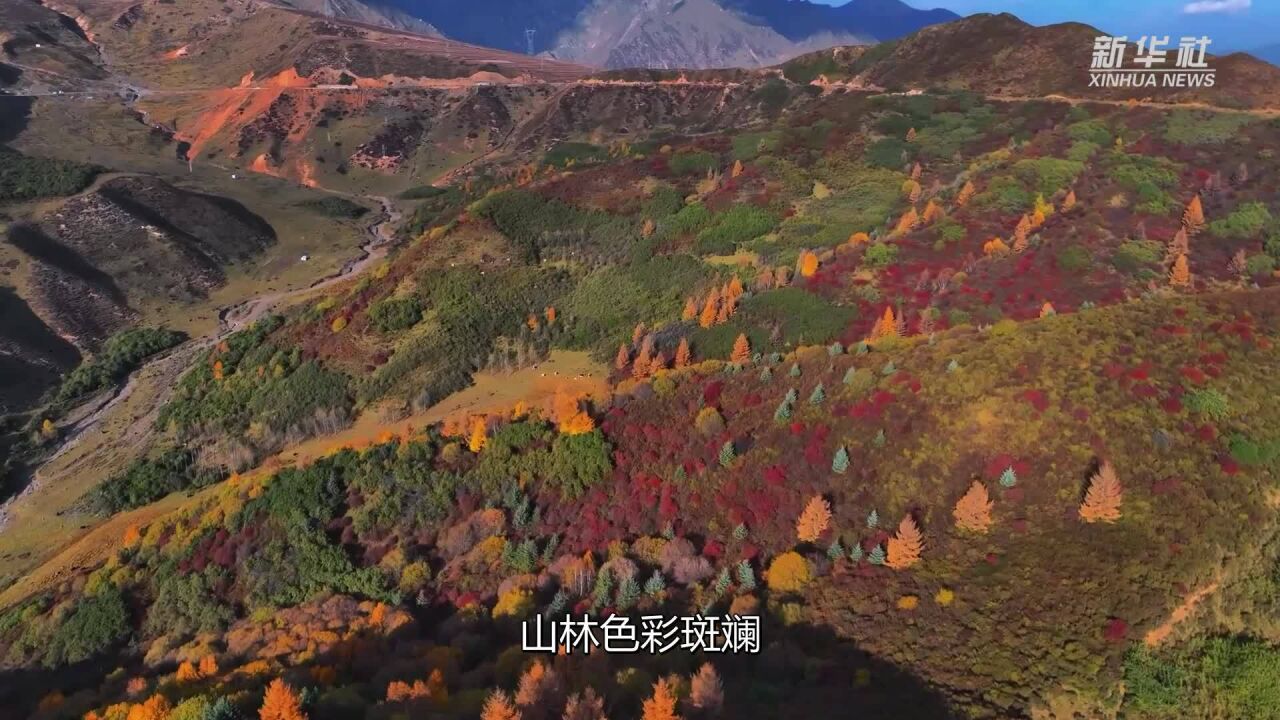 青海化隆:高原山林秋色绮丽