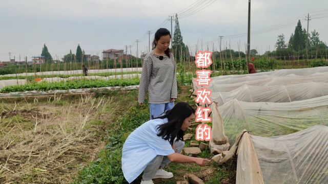 苋菜不只有红色,还有白苋菜,女生内心都向往红苋菜