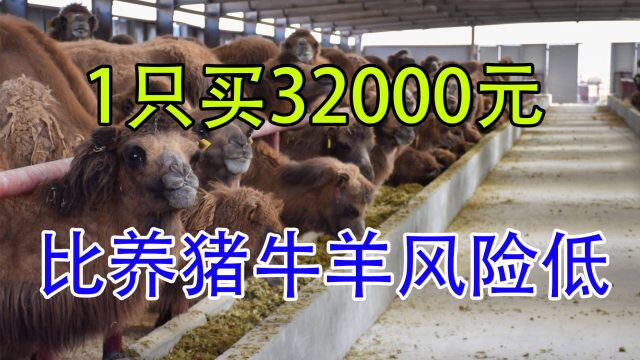 比养猪牛羊“风险低又赚钱”,1只买32000元,,年纯收入45万