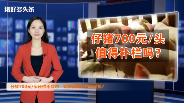 有人抢仔猪,有人退猪苗!仔猪价格700元/头,为什么不敢养了?