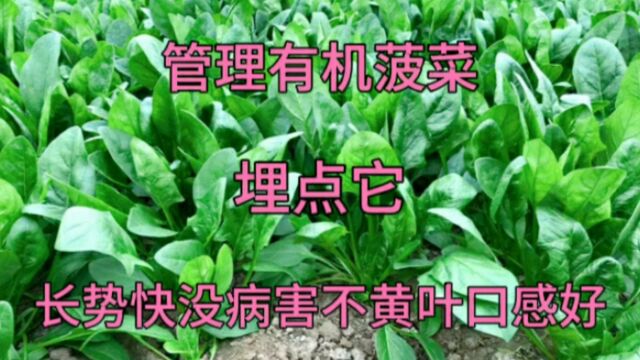 菠菜什么时候移栽好?根部埋点东西,后期菠菜长势快没病害不黄叶