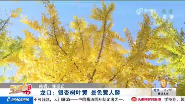 龙口秋意渐浓,大片银杏树披上“黄金甲”,绚烂夺目美景醉人