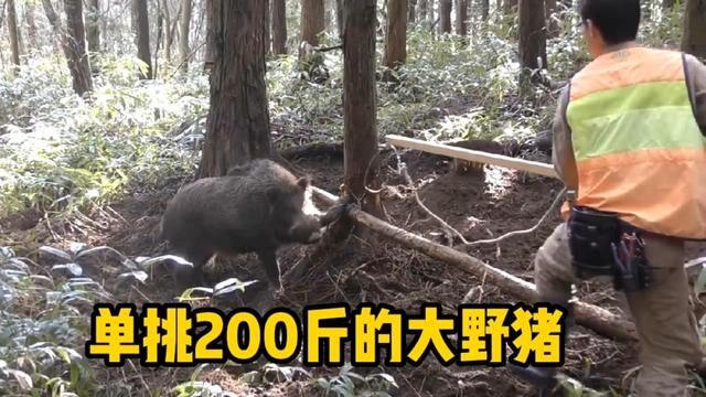 男人独自在山上大战200多斤的大野猪#动物 #野猪