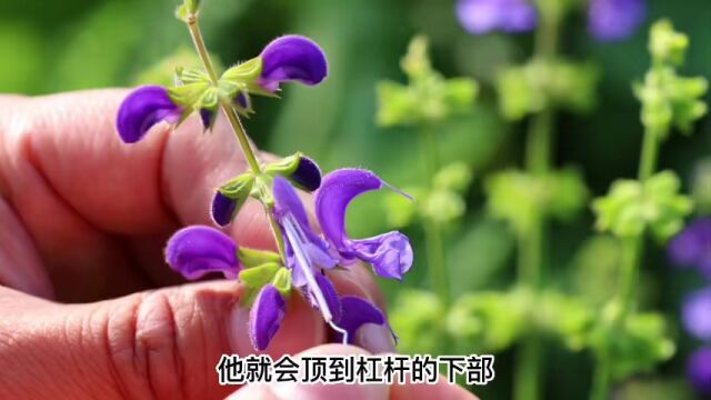 起了这么个不起眼的名字,她竟然是植物界的“斜杠青年”“物理高手” | 今日立冬