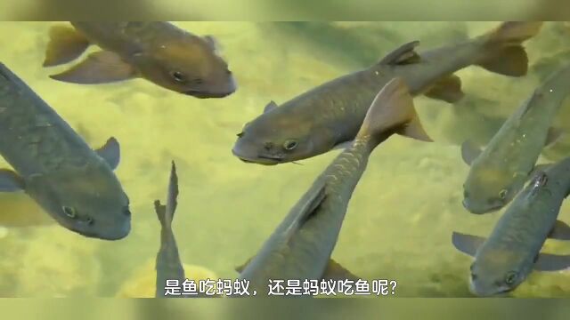 [哲理故事]鱼吃蚂蚁与蚂蚁吃鱼