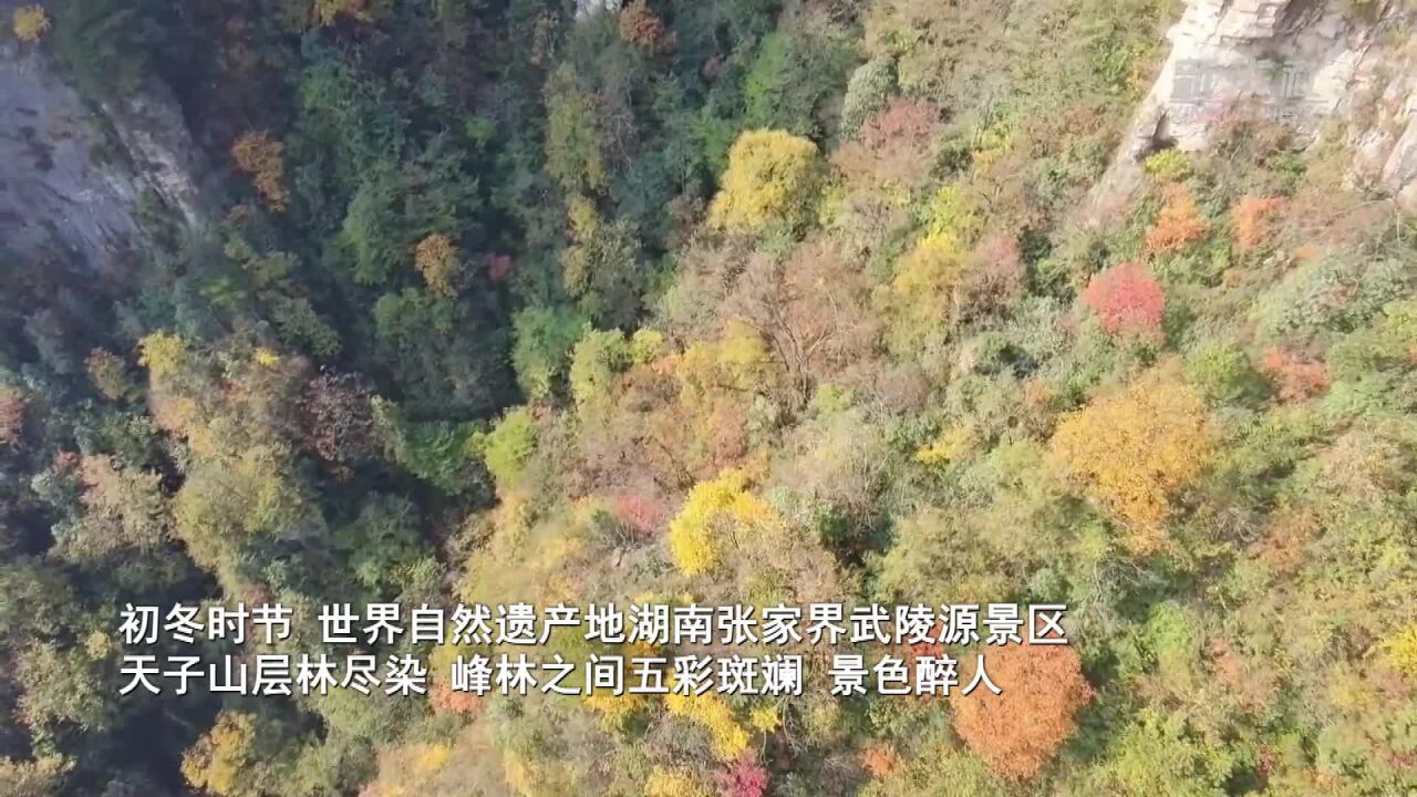 湖南张家界武陵源:层林尽染峰林美