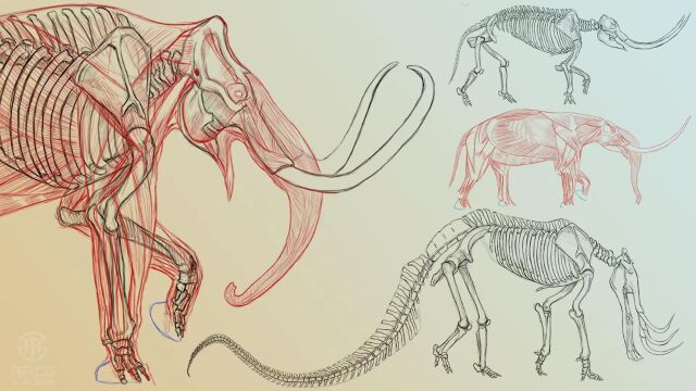 大象动物绘画解剖学系列教程第一季: 骨架和肌肉组织 RRCG