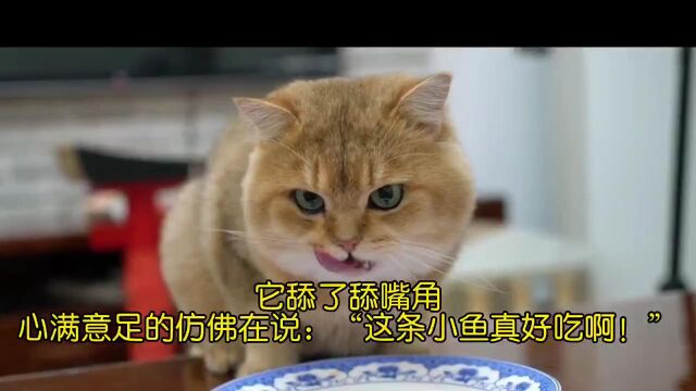 可爱的小猫咪