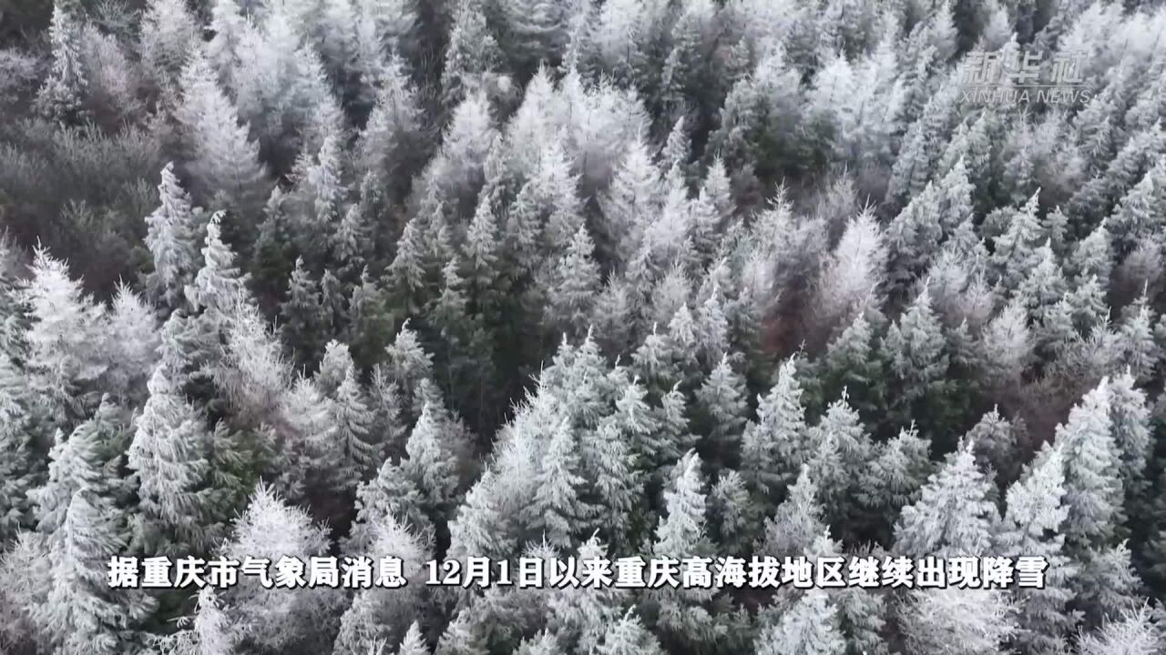 重庆丰都:一夜寒潮 南天湖景区雾凇“绽放”