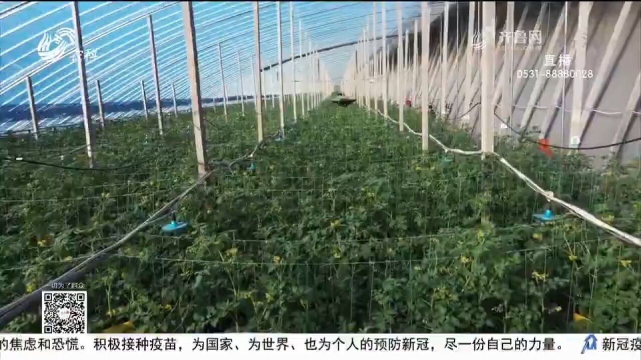 寿光:稳产保供,守护群众“菜篮子”