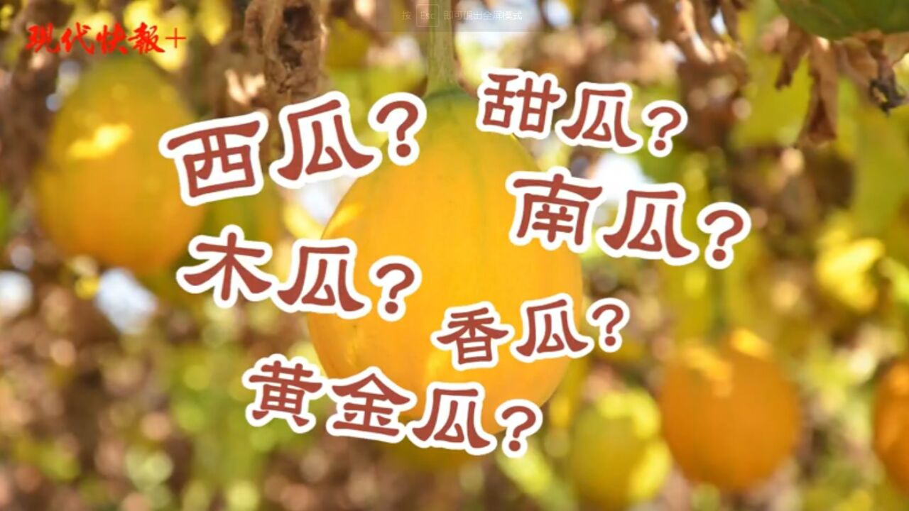 《本草纲目》都记载过它,满架的小瓜蒌竟是“金元宝”