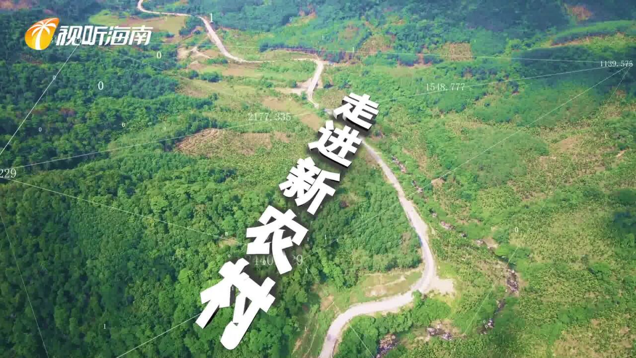 “数”说美丽乡村 建功新时代 乡村说变化——澄迈敦茶村