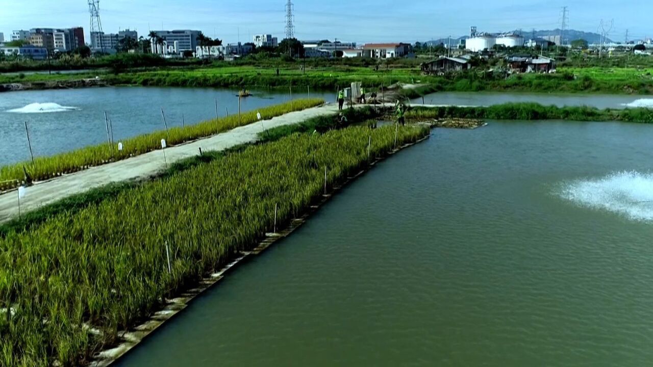 一水两用,一田双收!汕头首例“鱼塘种稻”试种成功