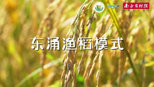 东涌渔稻模式:有望一次性解决粮食增产、回填复耕、尾水处理三大难题