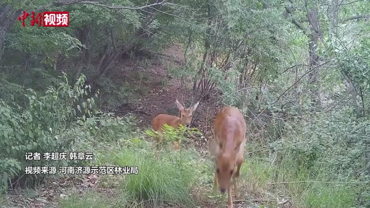 河南济源:金钱豹等珍稀野生动物现身太行山区