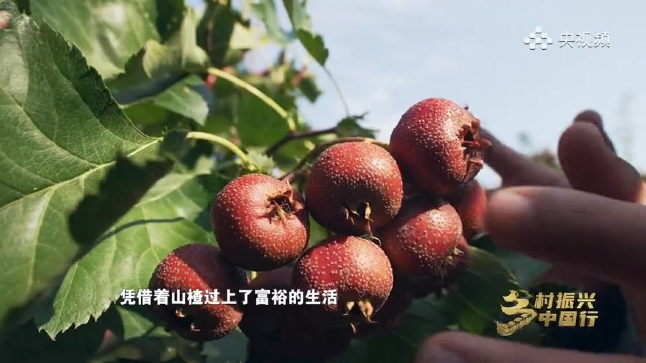 乡村振兴中国行|青州:山地种山楂,效益竟然这么好