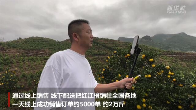 广西龙州：红江橙喜获丰收 直播带货拓销路