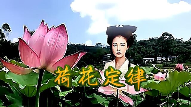 你听说过“荷花定律”吗?