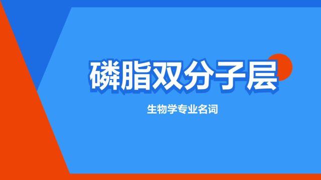 “磷脂双分子层”是什么意思?