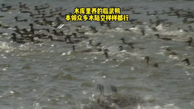 水库里养的临武鸭,本领众多水陆空样样都行