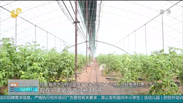 盐碱地变“聚宝盆”!广饶大棚西红柿销售火爆,农民家门口挣钱