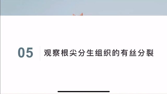 观察根尖分生组织的有丝分裂