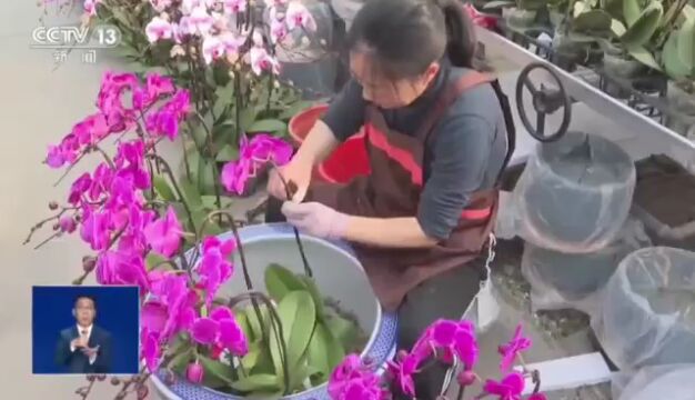 央视关注郑州:节日花卉走俏 多举措促销售