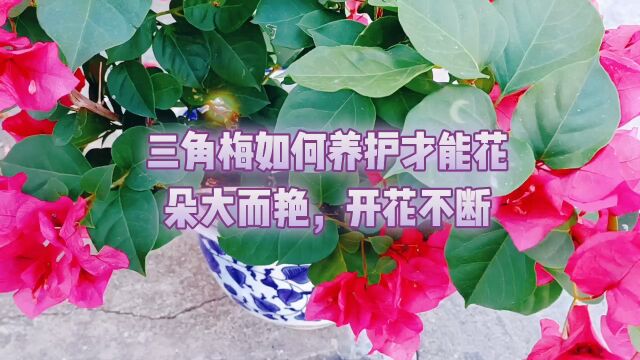 三角梅如何养护才能花朵大而艳,开花不断